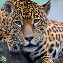 Last Stand -  Jaguar