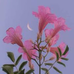 u look like a flower