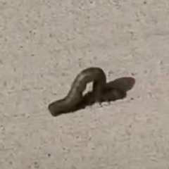 lil callerpiller inchwurm (demo)