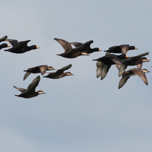 Common Scoter on their night spring migration