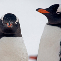 Criminele pinguinfamilie