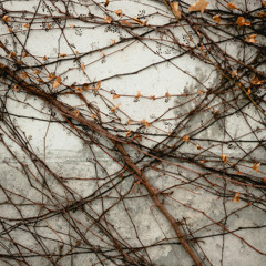Elegy IV