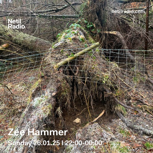 Zee Hammer - 26th January 2025