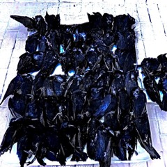 DeadBirds (prod. Lil $wedden)