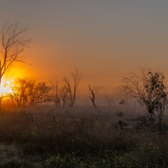 Lightning Ridge Dawn Chorus
