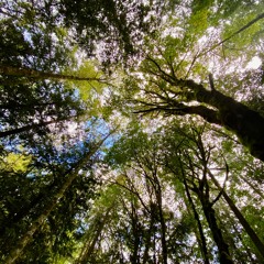 astral forest