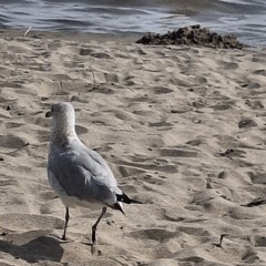 beachbum