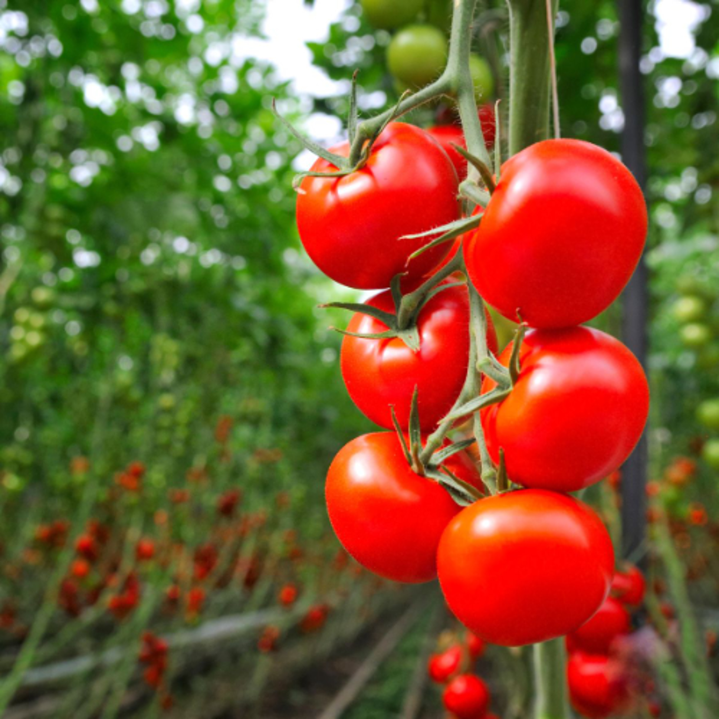Big Marble Farms Secures $2.2M Grant to Boost Greenhouse Lighting, Cut Emissions episode artwork
