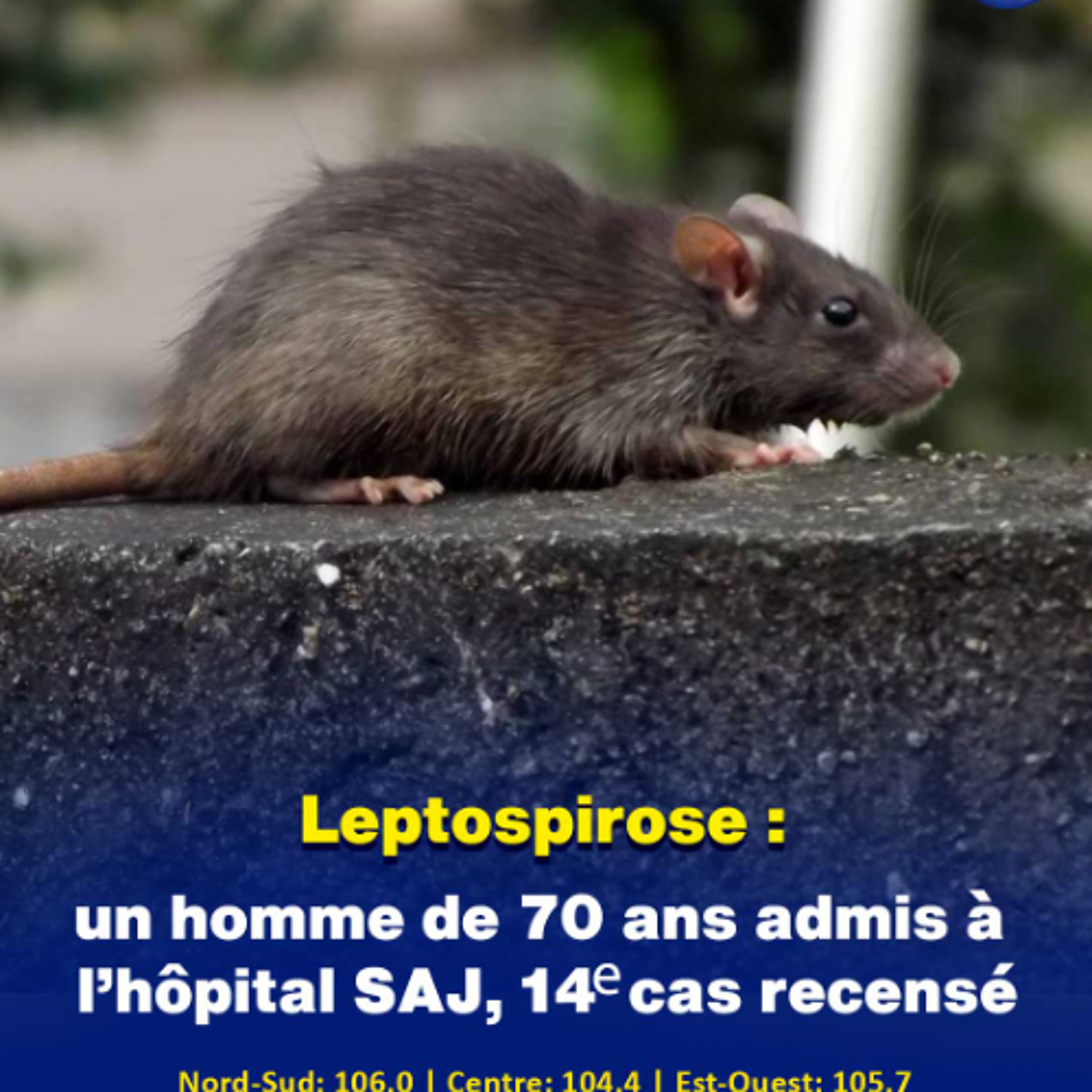 Leptospirose : un homme de 70 ans admis à l’hôpital SAJ, 14ᵉ cas recensé