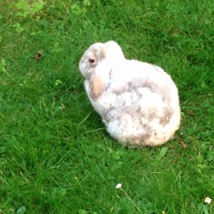 Tenniscoats- Baibaba Bimba with Yuria