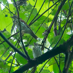 Secret Wood Thrush