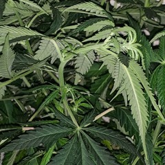 all change (feat. hungry bear)