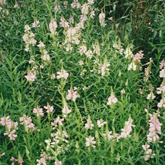 international love song