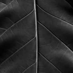 Phasing Loop [Hypnotic Techno - Free DL]