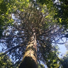 Follow your feelings