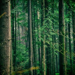 Phylogeny of Imagined Deep Forest Bird Song [disquiet0596]