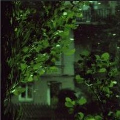 High John & Nokiaa - Trees