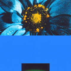 PREMIERE: Leaches - Pangaea