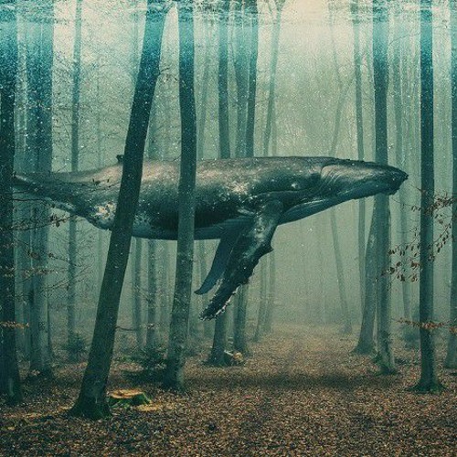 The Whale