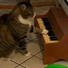 a cat march 고양이 행진곡