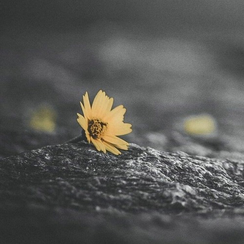 we may have difficulties (cover)
