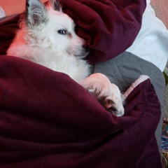 2020 is a year of adaptation, innovation and commitment for the VR industry ft. Azad Balabanian