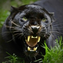 Jaguar Spirit PREVIEW