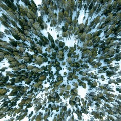 portail vers la jungle (musica para quemar)