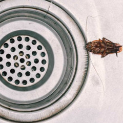 Common Household Pests and How to Keep Them Under Control