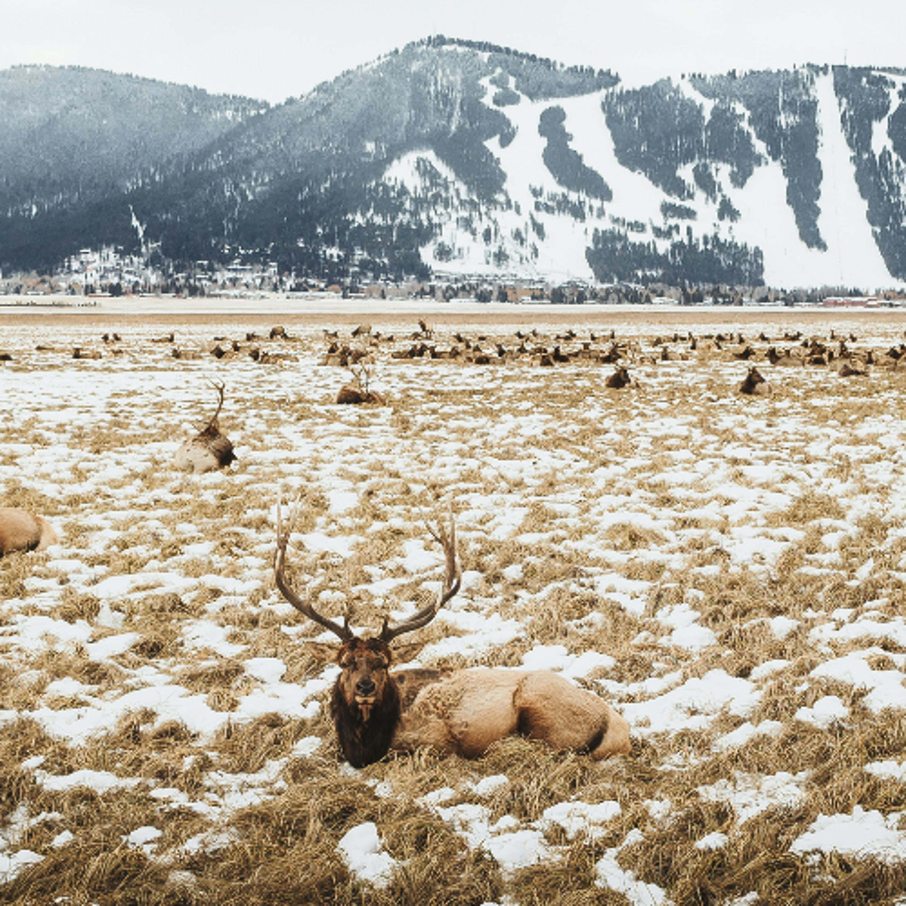The State of Jackson: Billy Arnold on the history of the Elk Refuge episode artwork