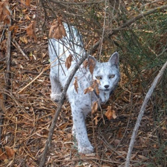 she's the one (prod. by muzcean)