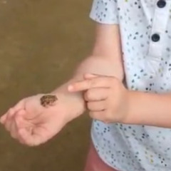 Beauty of Frogs