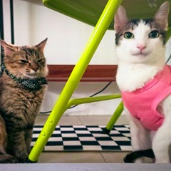 Dynamite (BTS) Cover - Jerin Benedicto.aac