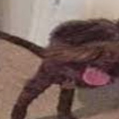 DigBar BIG DICK RANDY