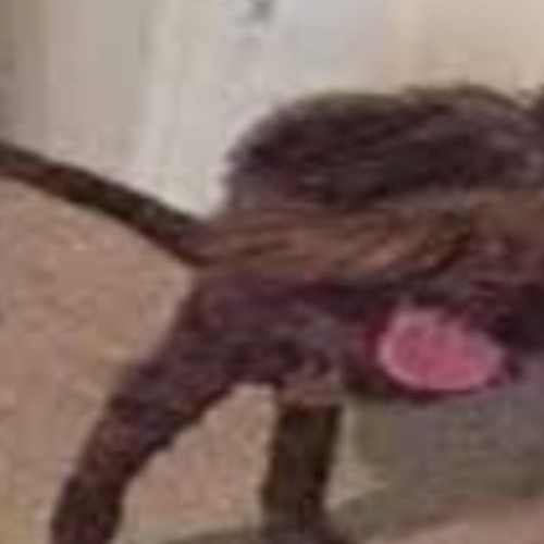 DigBar BIG DICK RANDY