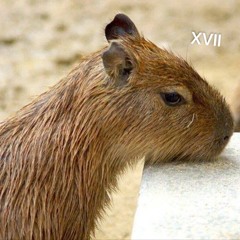 королевский XVII - капибара