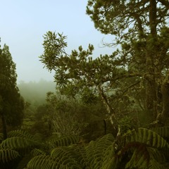 Into a curtain of mist (naviarhaiku422)