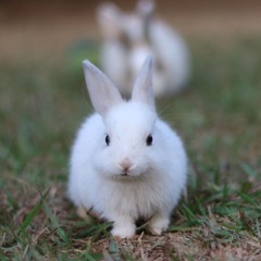 Ultraluminary multilingual cover (Eng Mandarin Japanese German)