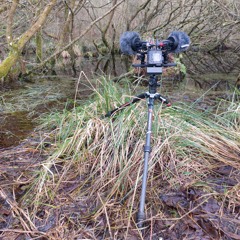 February dawn chorus at a Dartmoor reservoir