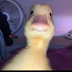 ريمكس عطوه فرسكا