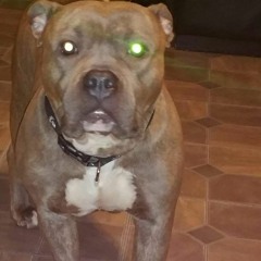 @Justgod7 #DjJG7  All dogs go to heaven