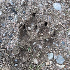 Wolves howling