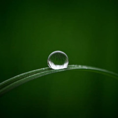 Dewdrop