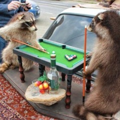 RACCOONS Vol1 - Pekika X Akula