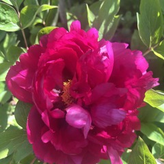 Peonies Bloom