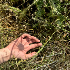 Endoflevia Mix