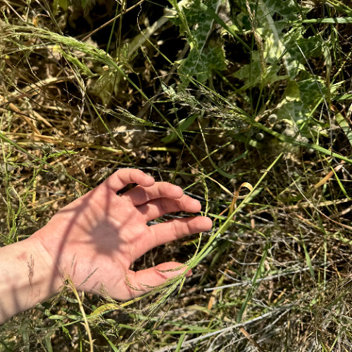 Endoflevia Mix