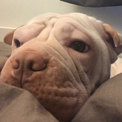 digging into trip 2