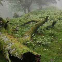 Mix Drum Tribe03 MDL