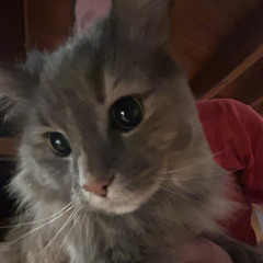 as I lie here bleeding out, i'll make sure to think of you (STRINGS VERSION)